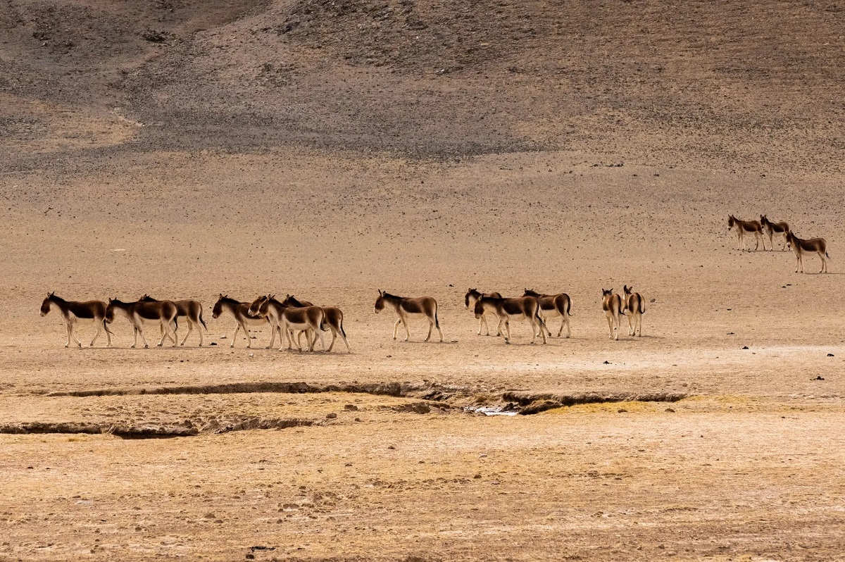 Những bức ảnh ấn tượng về động vật hoang dã