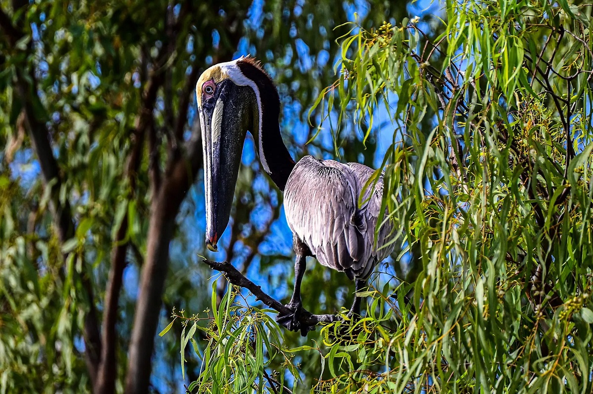 Những bức ảnh ấn tượng về động vật hoang dã