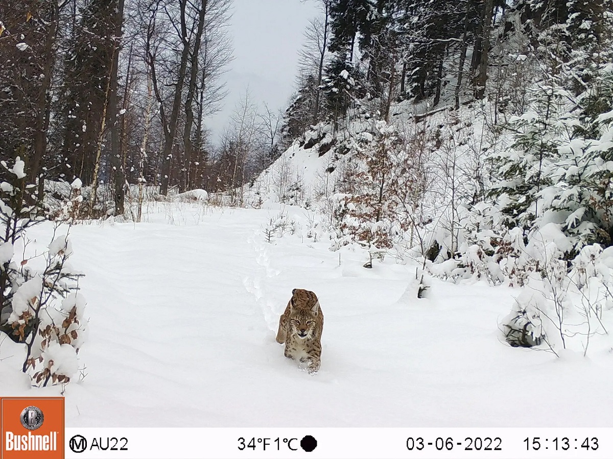 Những bức ảnh ấn tượng về động vật hoang dã