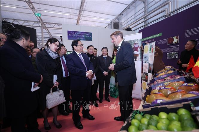 Thủ tướng Chính phủ Phạm Minh Chính thăm mô hình trồng trọt liên kết '3 nhà' ở Hà Lan