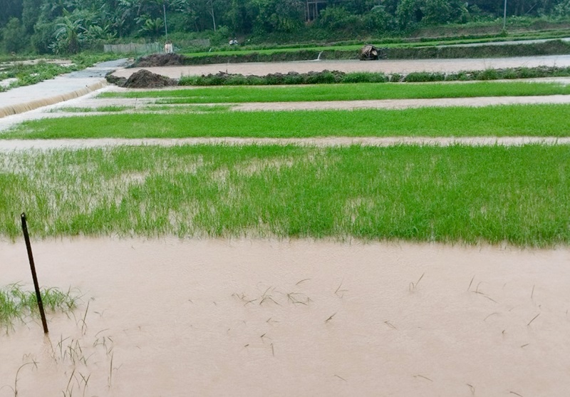Hà Giang: Mưa lớn gây ngập úng cục bộ, thiệt hại tại một số địa phương