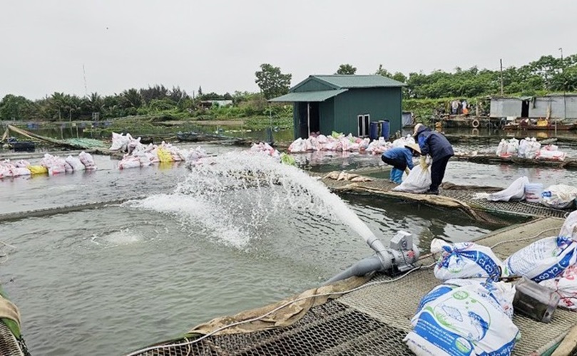 Kết quả xét nghiệm nước vụ cá nuôi lồng chết hàng loạt ở Hải Dương