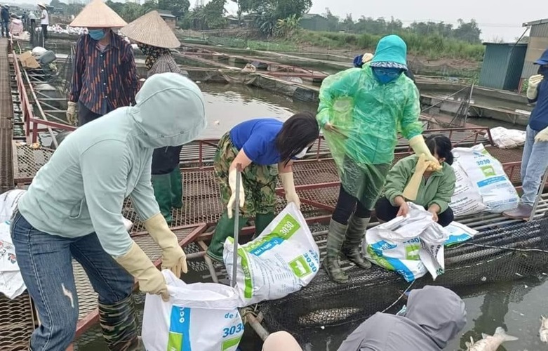 Kết quả xét nghiệm nước vụ cá nuôi lồng chết hàng loạt ở Hải Dương