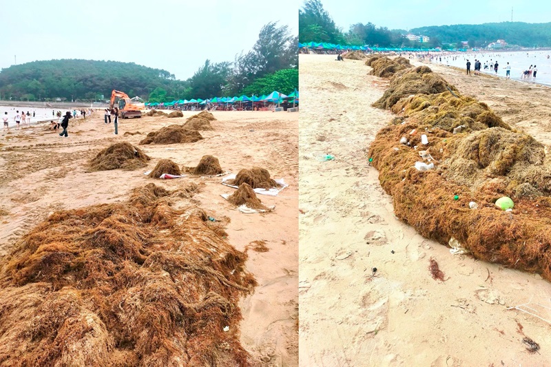 Hải Phòng: Hàng trăm tấn rong biển 'tấn công' bãi tắm Đồ Sơn