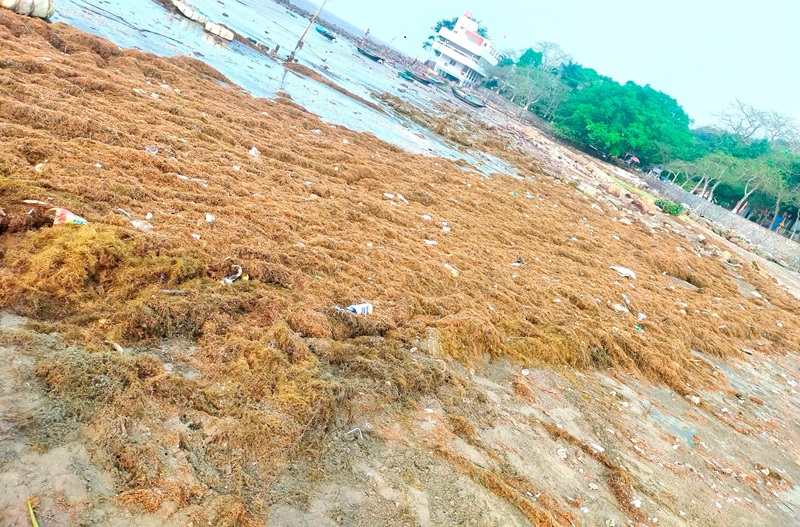 Hải Phòng: Hàng trăm tấn rong biển 'tấn công' bãi tắm Đồ Sơn