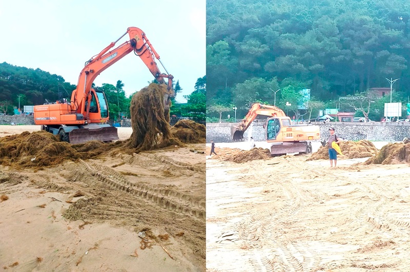 Hải Phòng: Hàng trăm tấn rong biển 'tấn công' bãi tắm Đồ Sơn