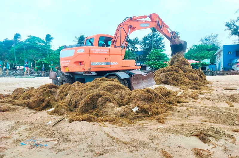Hải Phòng: Hàng trăm tấn rong biển 'tấn công' bãi tắm Đồ Sơn