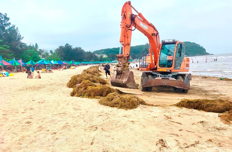 Hải Phòng: Hàng trăm tấn rong biển 'tấn công' bãi tắm Đồ Sơn