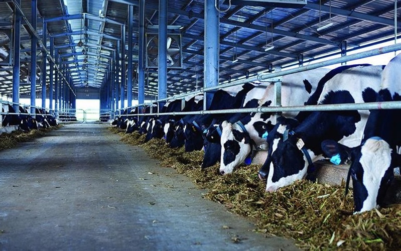 Hội Chăn nuôi Việt Nam đề nghị chưa kiểm kê khí nhà kính lĩnh vực chăn nuôi