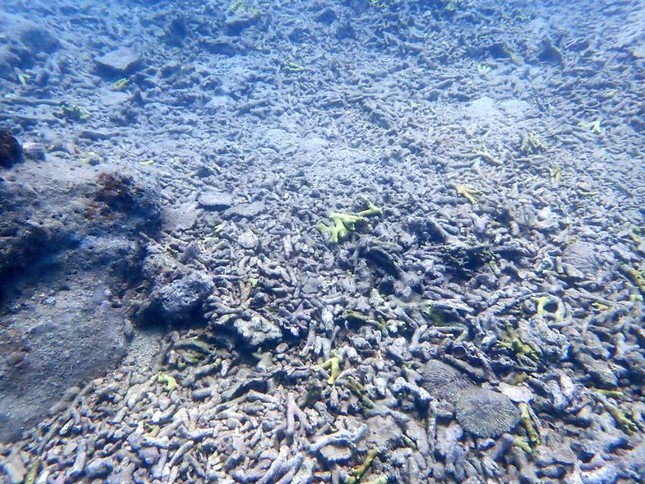 San hô 'chết trắng' ở vịnh Nha Trang rất khó phục hồi