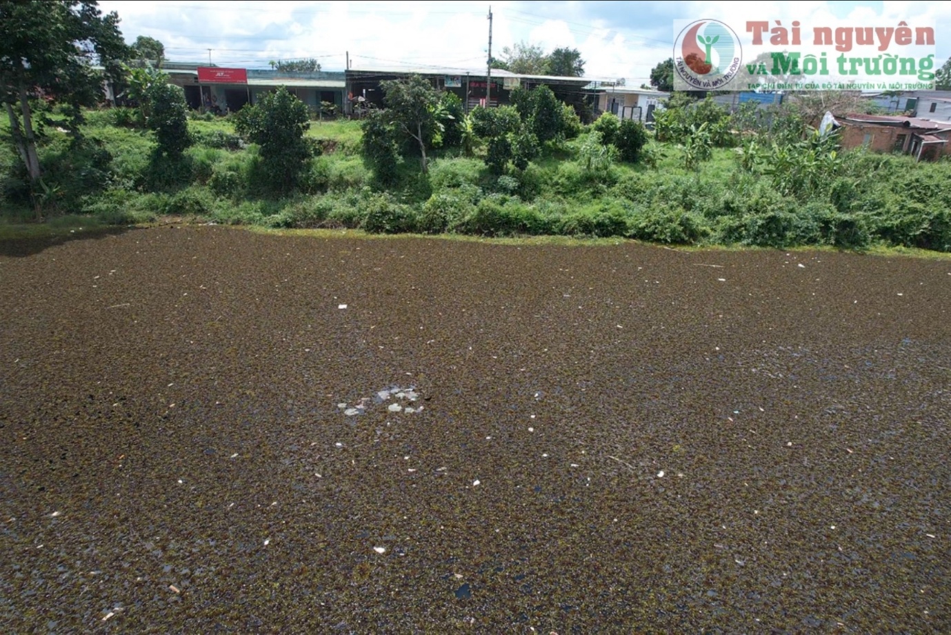 Đắk Nông: Hồ nước tự nhiên bị bèo lạ xâm lấn, phủ kín bề mặt từ nhiều năm