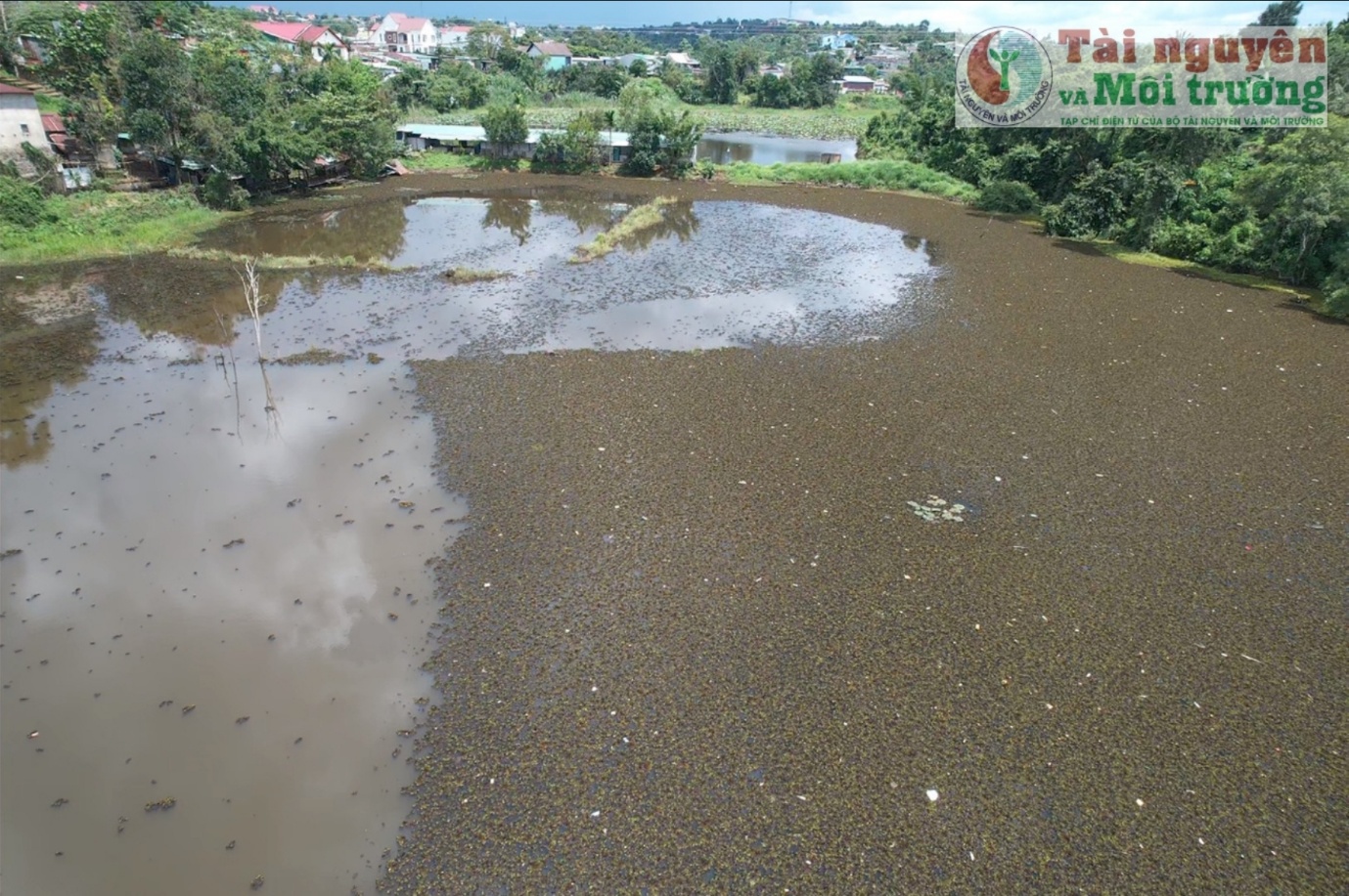 Đắk Nông: Hồ nước tự nhiên bị bèo lạ xâm lấn, phủ kín bề mặt từ nhiều năm