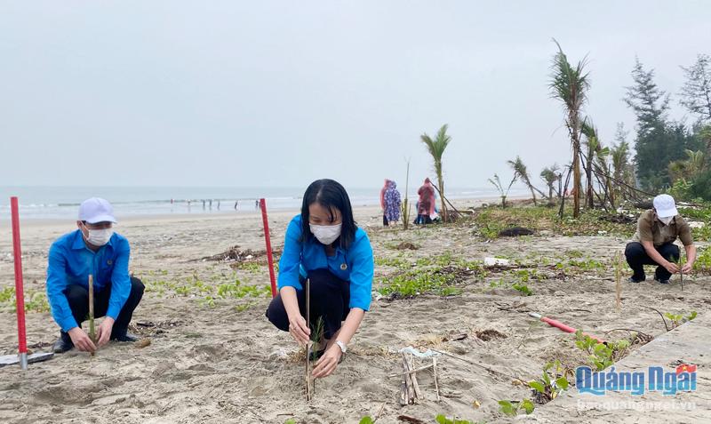 Ra quân trồng cây tại biển Mỹ Khê