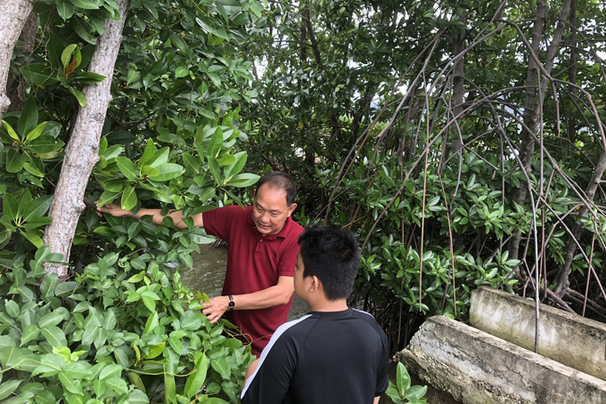 Thêm xanh những cánh rừng ngập mặn