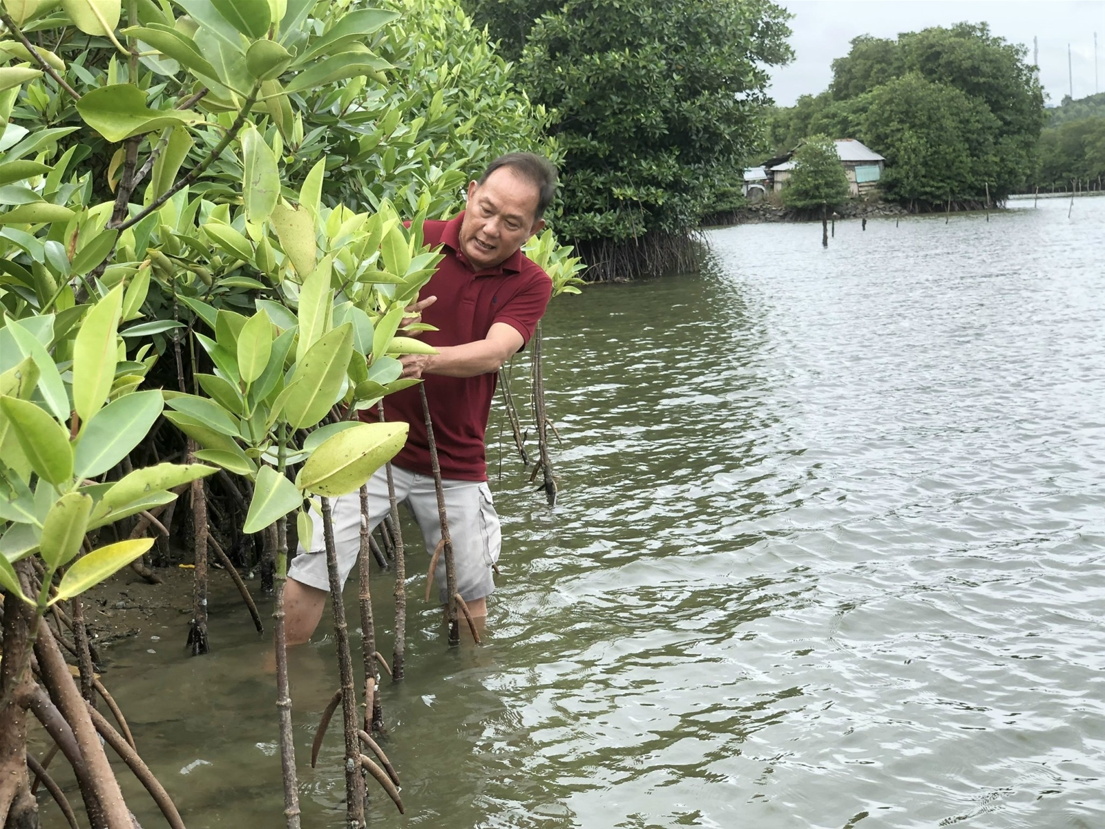 Thêm xanh những cánh rừng ngập mặn