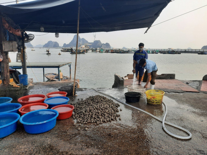 Chợ cá gây ô nhiễm, uy hiếp nơi neo, đậu tàu thuyền trên biển Quảng Ninh
