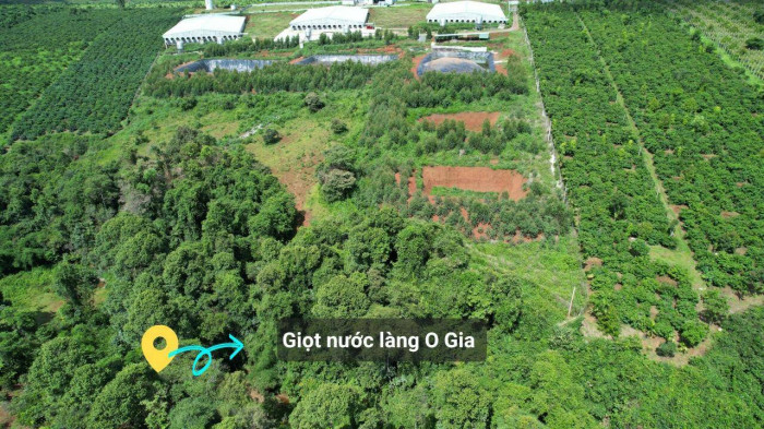 Trang trại heo không phép xả thải, dân làng khốn khổ vì nước ô nhiễm