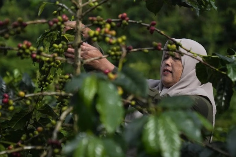 Những nữ kiểm lâm truyền cảm hứng bảo vệ rừng ở Indonesia