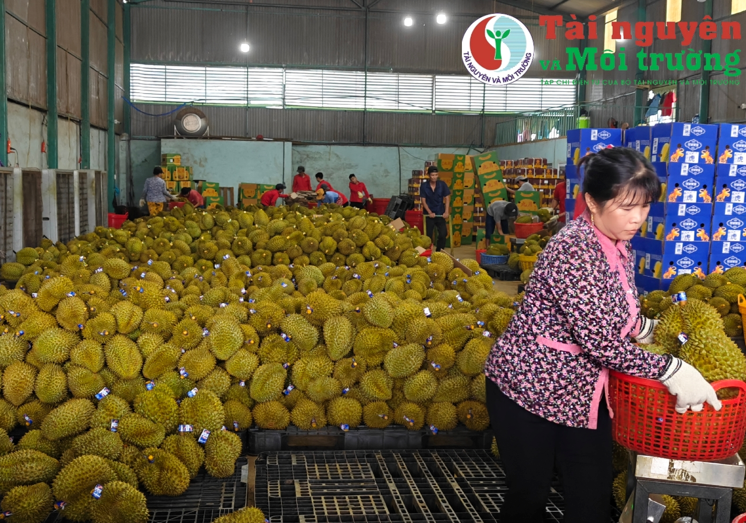 Lễ hội Sầu riêng Krông Pắc (Đắk Lắk) lần thứ II năm 2024: Khẳng định vị thế thương hiệu trái cây Tây Nguyên