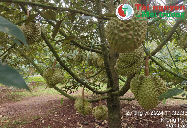 Lễ hội Sầu riêng Krông Pắc (Đắk Lắk) lần thứ II năm 2024: Khẳng định vị thế thương hiệu trái cây Tây Nguyên