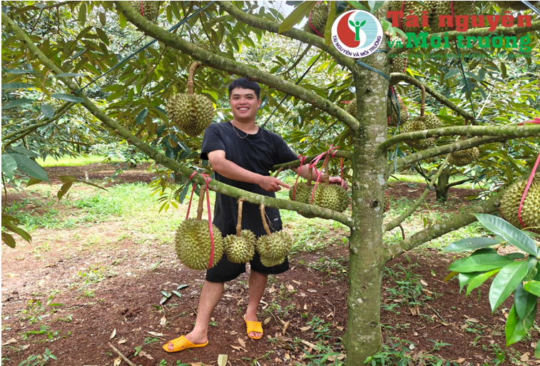 Lễ hội Sầu riêng Krông Pắc (Đắk Lắk) lần thứ II năm 2024: Khẳng định vị thế thương hiệu trái cây Tây Nguyên