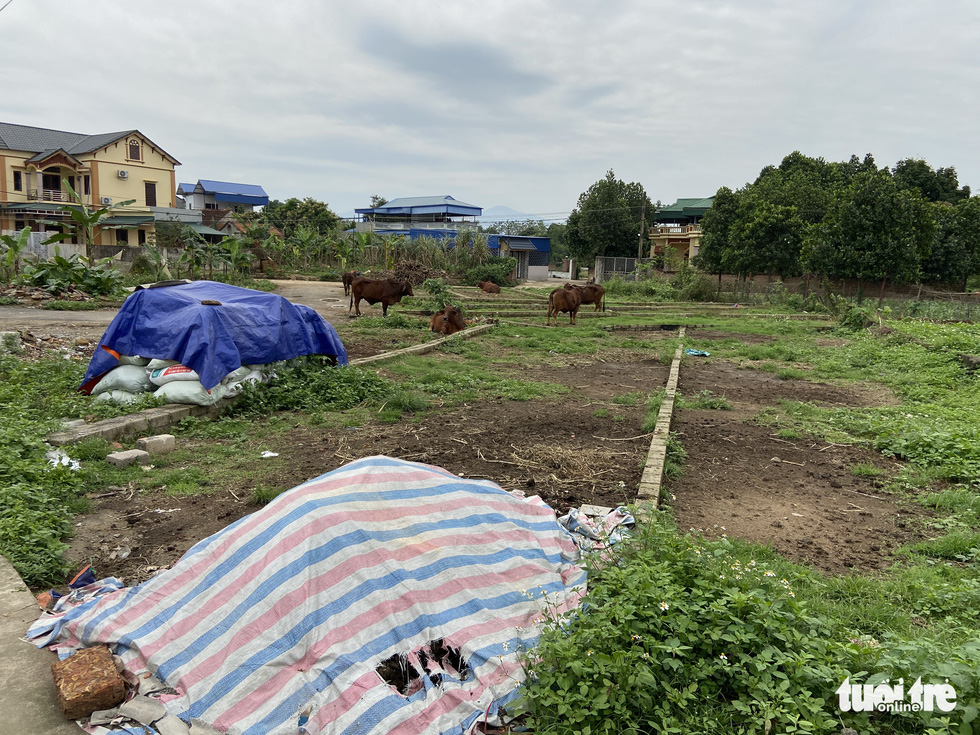 Tách thửa, phân lô đất nông thôn rồi để hoang phế ở ngoại thành Hà Nội