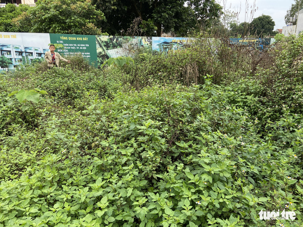 Tách thửa, phân lô đất nông thôn rồi để hoang phế ở ngoại thành Hà Nội