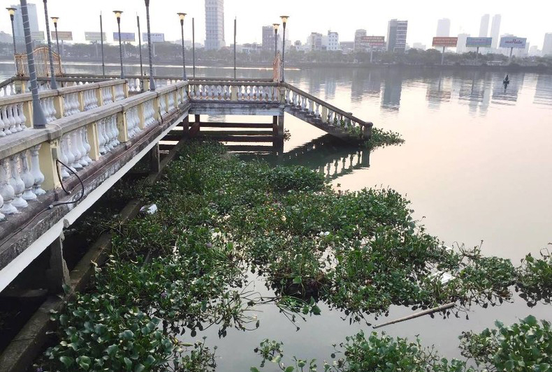 Lục bình trôi dạt gây ô nhiễm sông Hàn