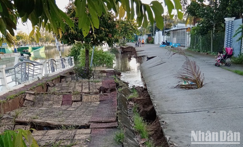 Sóc Trăng: Sạt lở nhấn chìm 50m bờ kè bê-tông xuống kênh