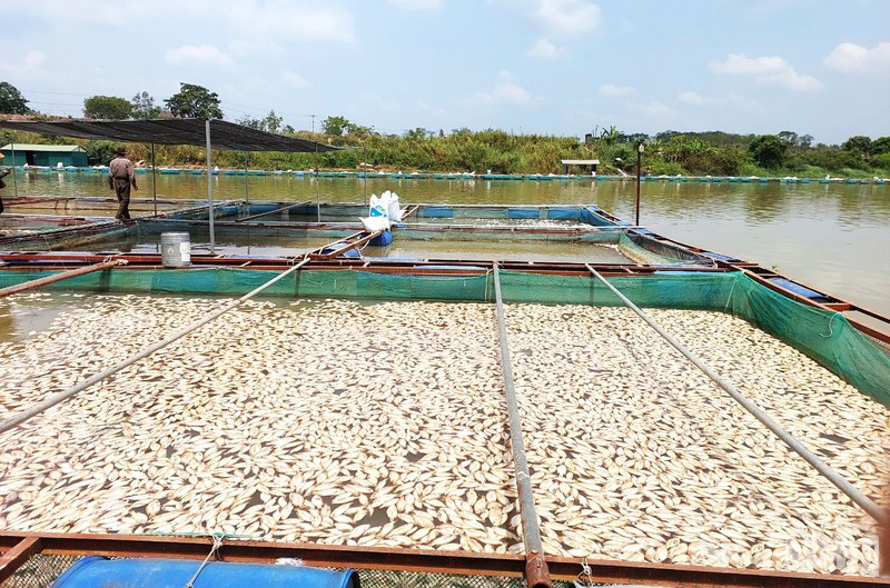 Hàng chục tấn cá nuôi trong lồng, bè trên sông Sêrêpốk chết bất thường