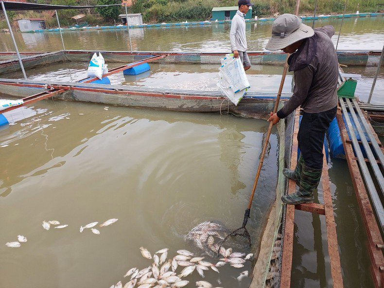 Hàng chục tấn cá nuôi trong lồng, bè trên sông Sêrêpốk chết bất thường