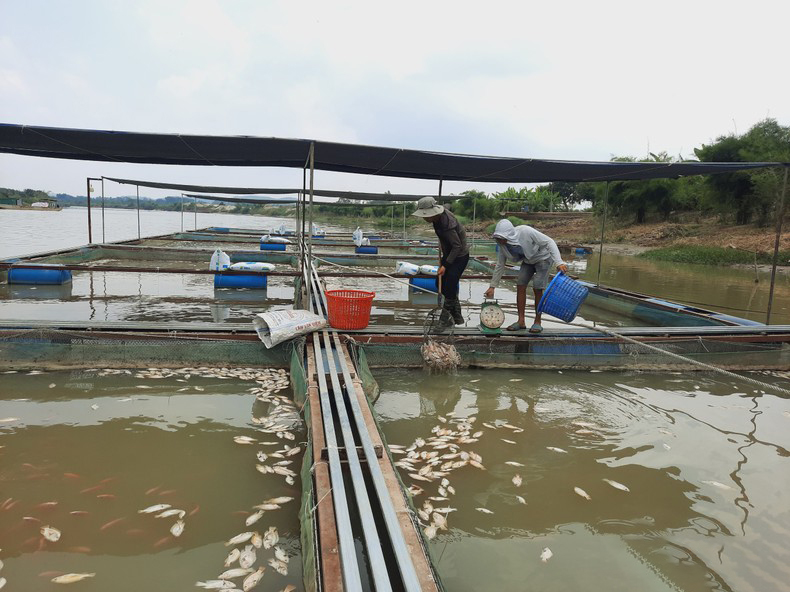 Hàng chục tấn cá nuôi trong lồng, bè trên sông Sêrêpốk chết bất thường