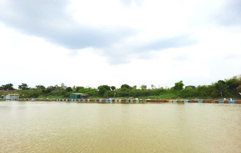 Hàng chục tấn cá nuôi trong lồng, bè trên sông Sêrêpốk chết bất thường