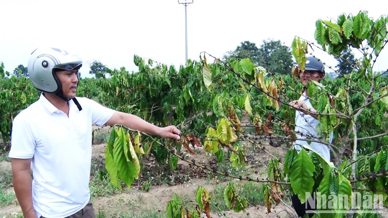 Kon Tum: Cà-phê bị ảnh hưởng tiêu cực do nắng hạn và biến đổi khí hậu