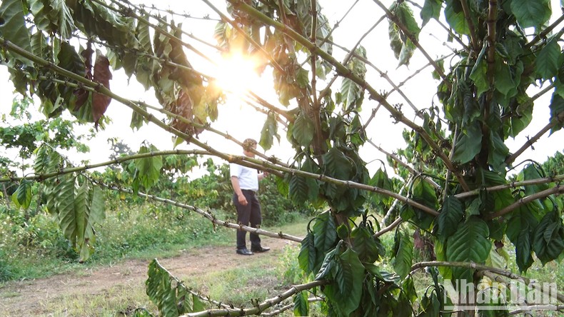 Kon Tum: Cà-phê bị ảnh hưởng tiêu cực do nắng hạn và biến đổi khí hậu