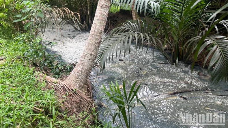 Cần sớm khắc phục tình trạng ô nhiễm môi trường từ sản xuất thạch dừa