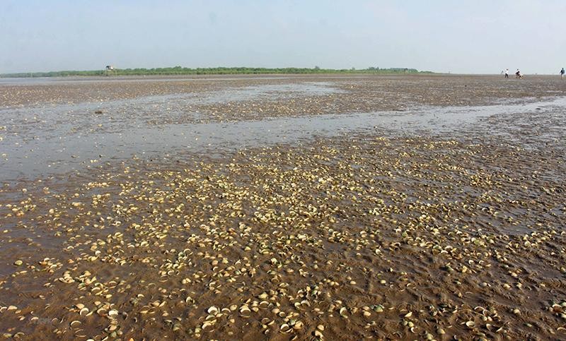 Nhiều ngao nuôi ở Thái Bình bị chết trên mặt bãi triều xen lẫn váng dầu