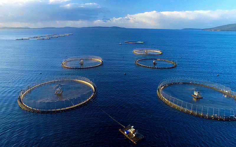 Ám ảnh rác thải nhựa đại dương và WWF kêu gọi cộng đồng chung tay
