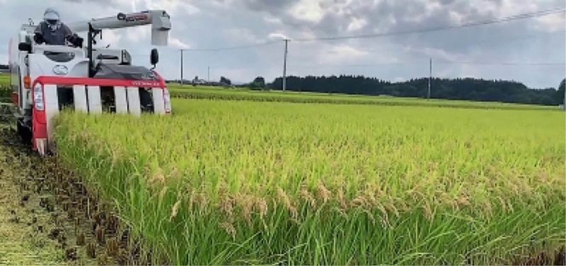 Nhật Bản đặt cược vào các giống lúa chịu nhiệt nhằm ứng phó với thời tiết khắc nghiệt