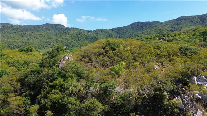 Hệ sinh thái rừng khô hạn độc đáo ở Khu Dự trữ sinh quyển thế giới Núi Chúa