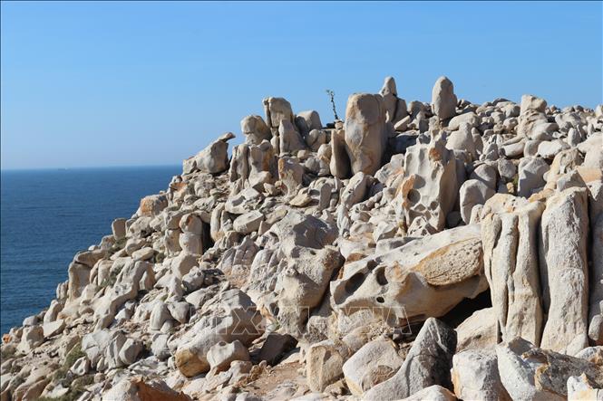 Hệ sinh thái rừng khô hạn độc đáo ở Khu Dự trữ sinh quyển thế giới Núi Chúa