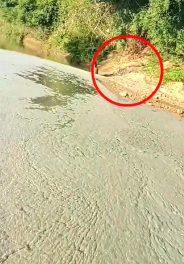 Tìm ra nguyên nhân khiến mặt nước Sông Bé trông như lớp bê tông đông cứng