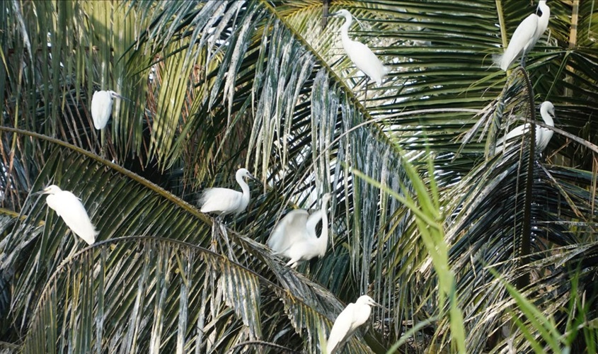 Những người cưu mang chim trời, cá nước