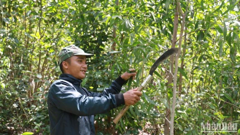 Phú Yên giao đất trồng rừng cho đồng bào dân tộc thiểu số