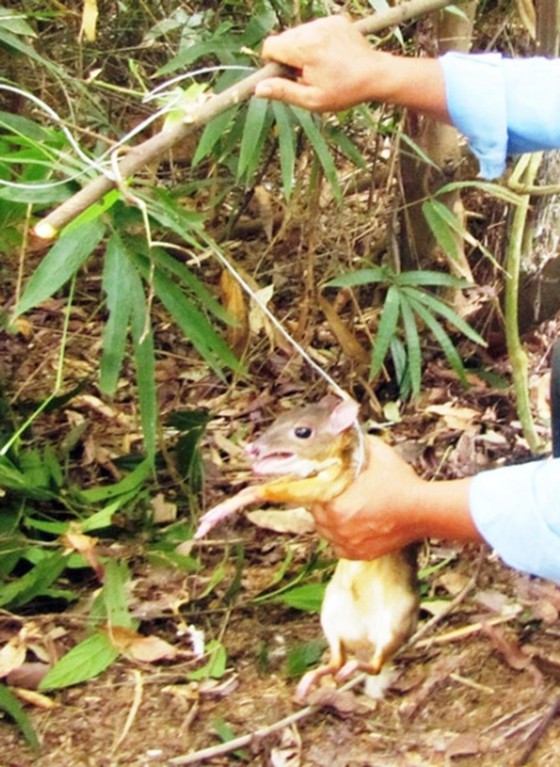 Muôn loài trở lại rừng xanh