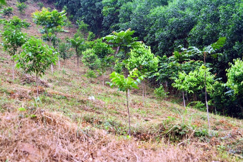 Quảng Bình: Thêm động lực giữ rừng bền vững từ nguồn kinh phí bán tín chỉ carbon