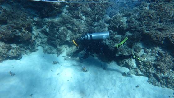 Lặn biển gom rác, làm sạch rạn san hô đảo Lý Sơn