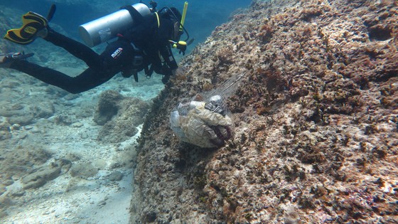 Lặn biển gom rác, làm sạch rạn san hô đảo Lý Sơn