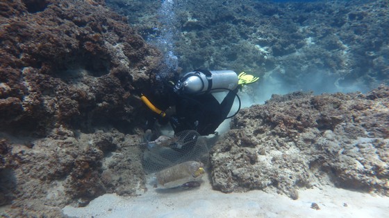 Lặn biển gom rác, làm sạch rạn san hô đảo Lý Sơn