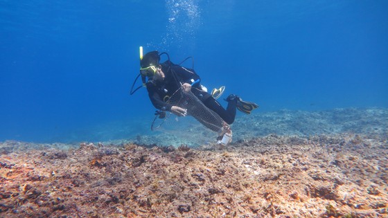 Lặn biển gom rác, làm sạch rạn san hô đảo Lý Sơn